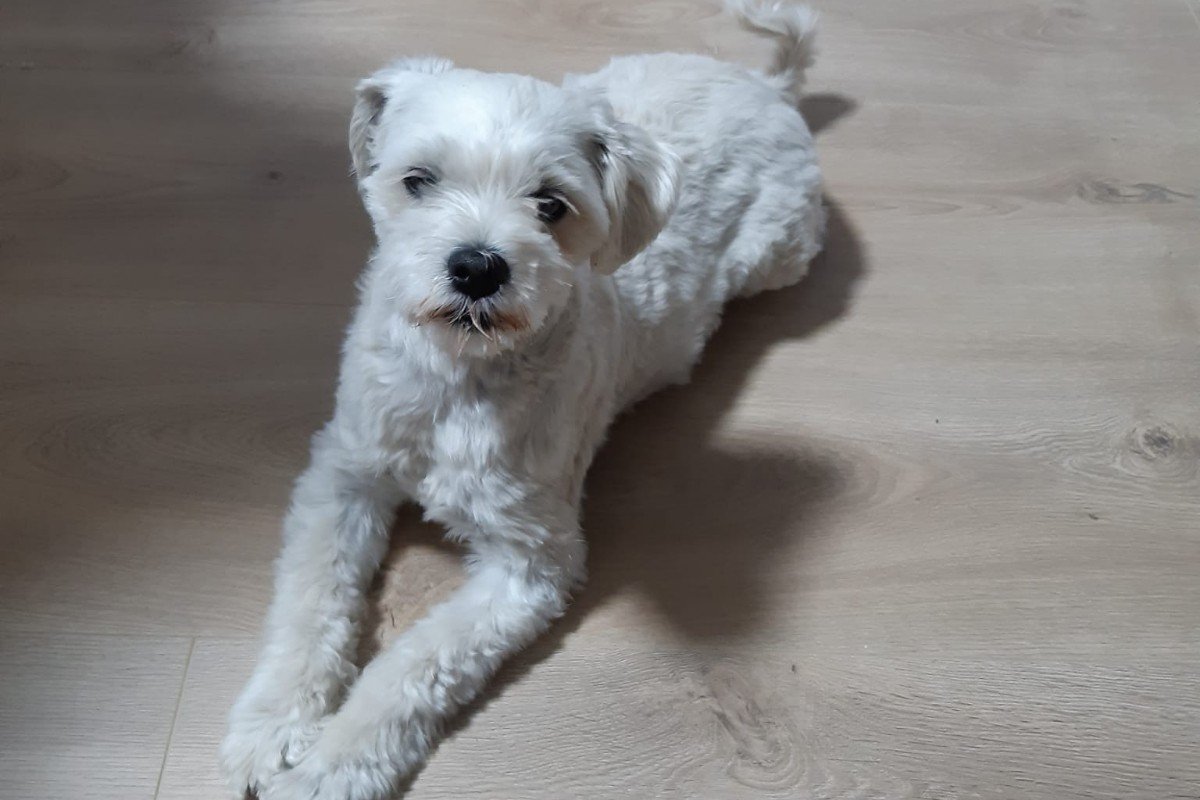 Kiezel
