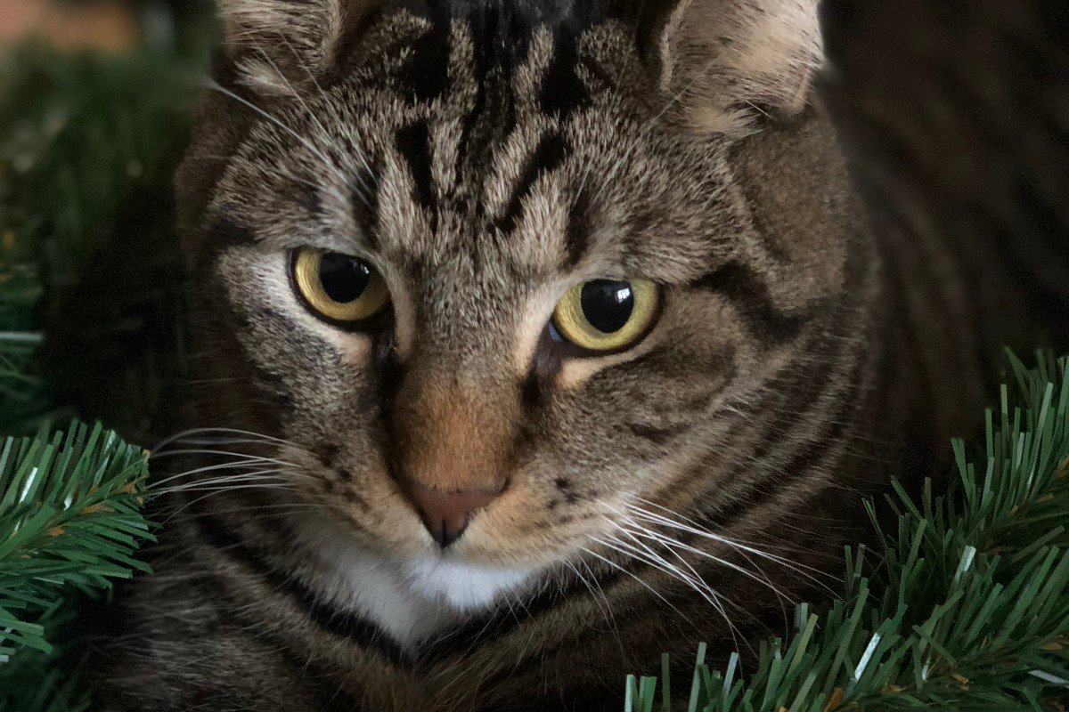Oscar
