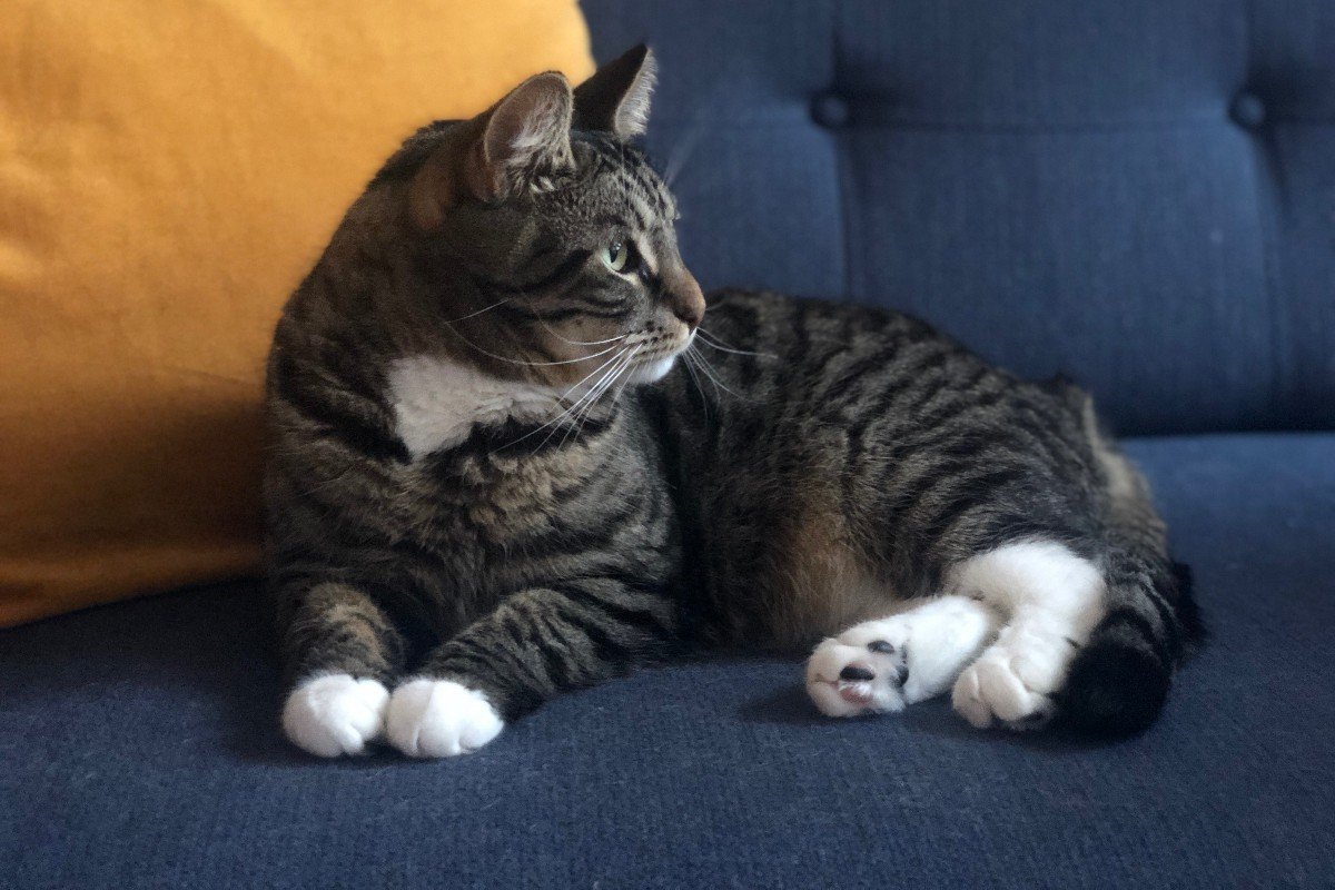 Oscar