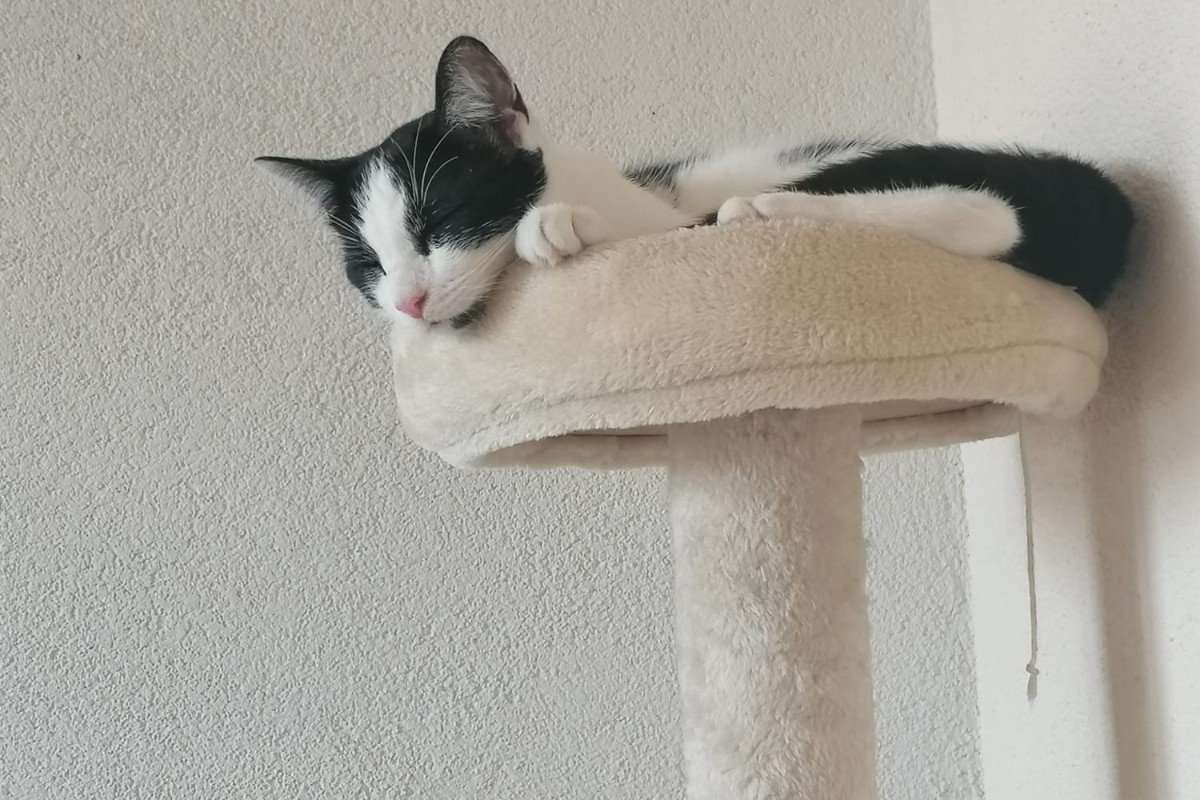Simba