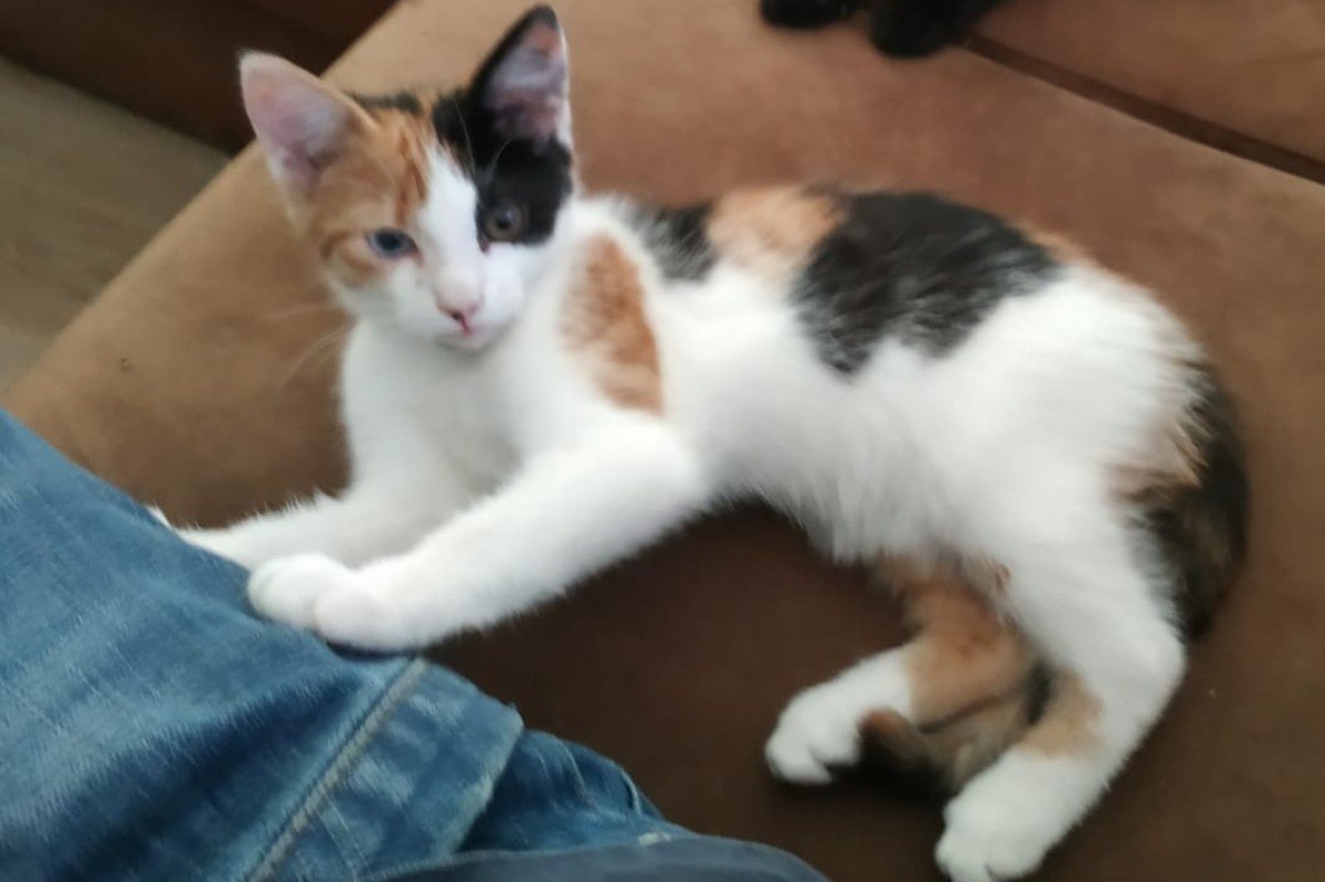 Pixel