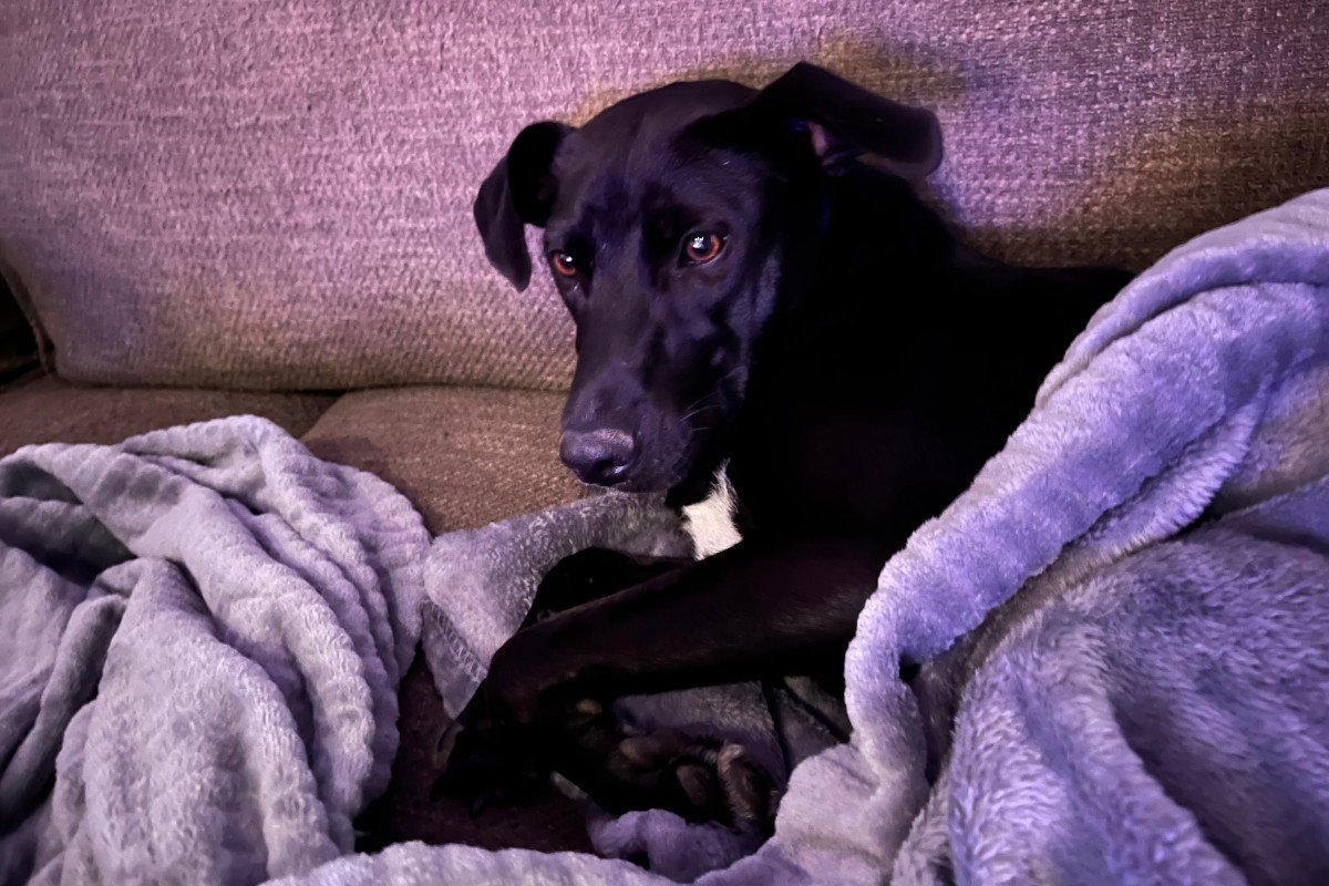 Lilly - we hebben genoeg gegadigden gevonden