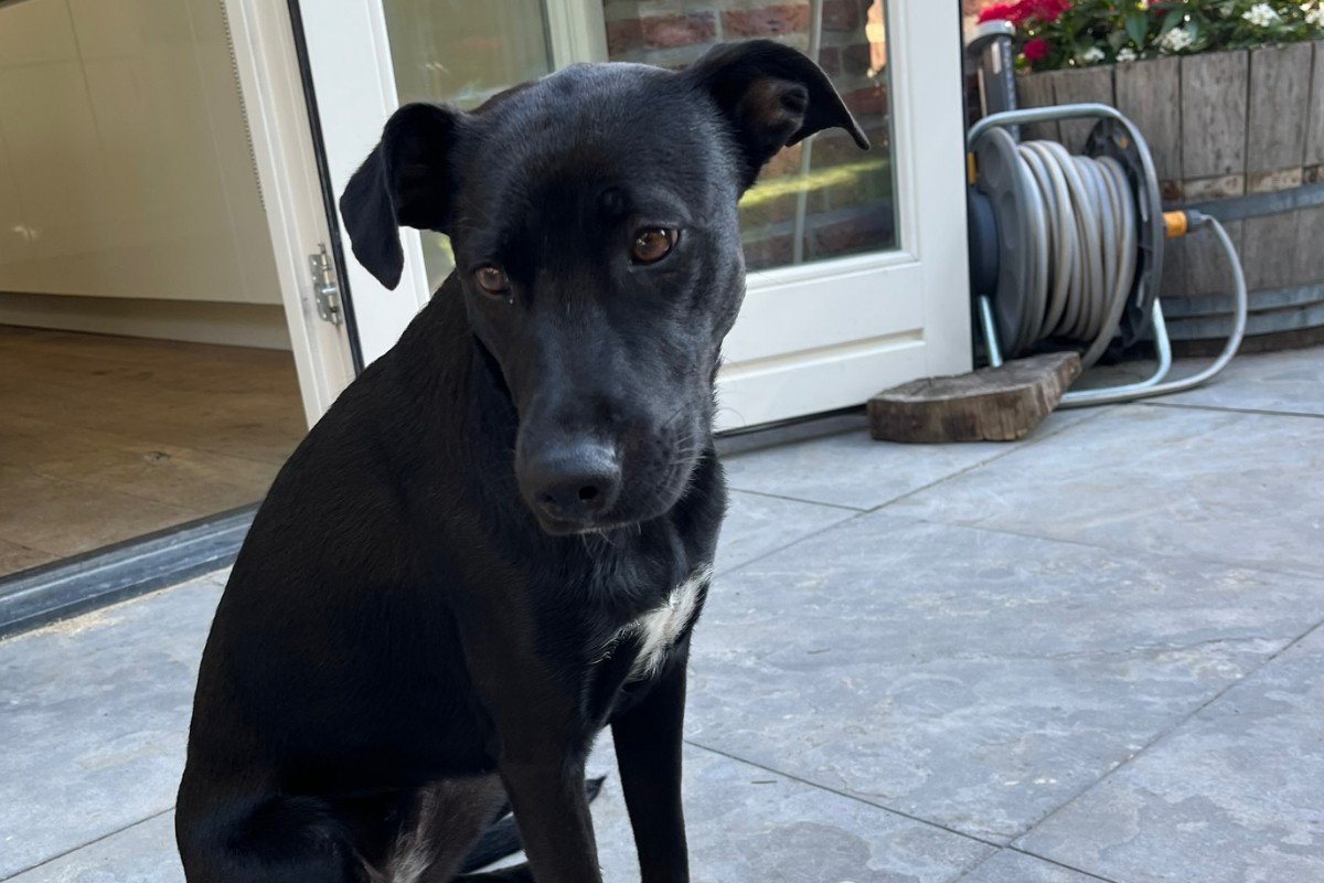 Lilly - we hebben genoeg gegadigden gevonden