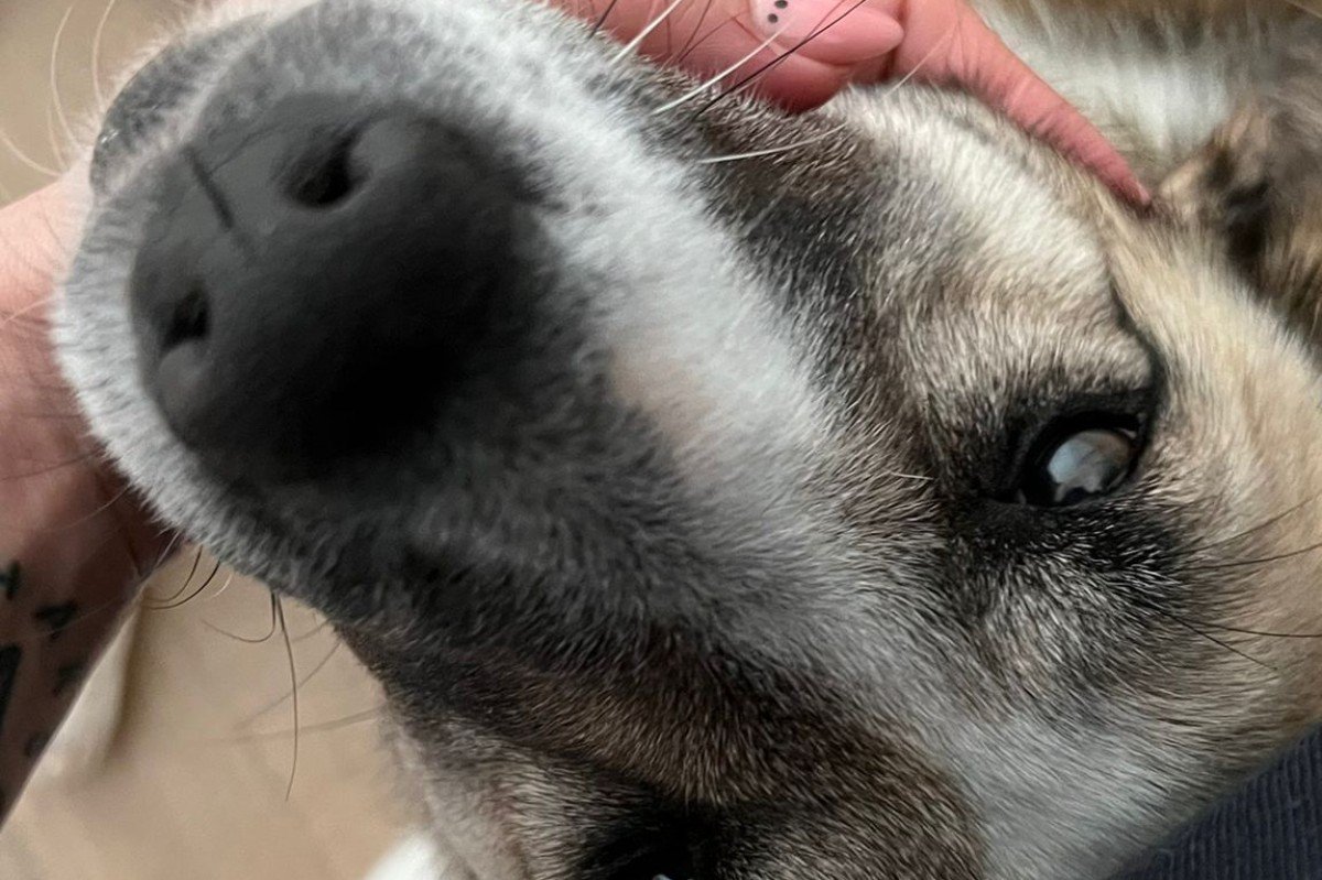 Gemma