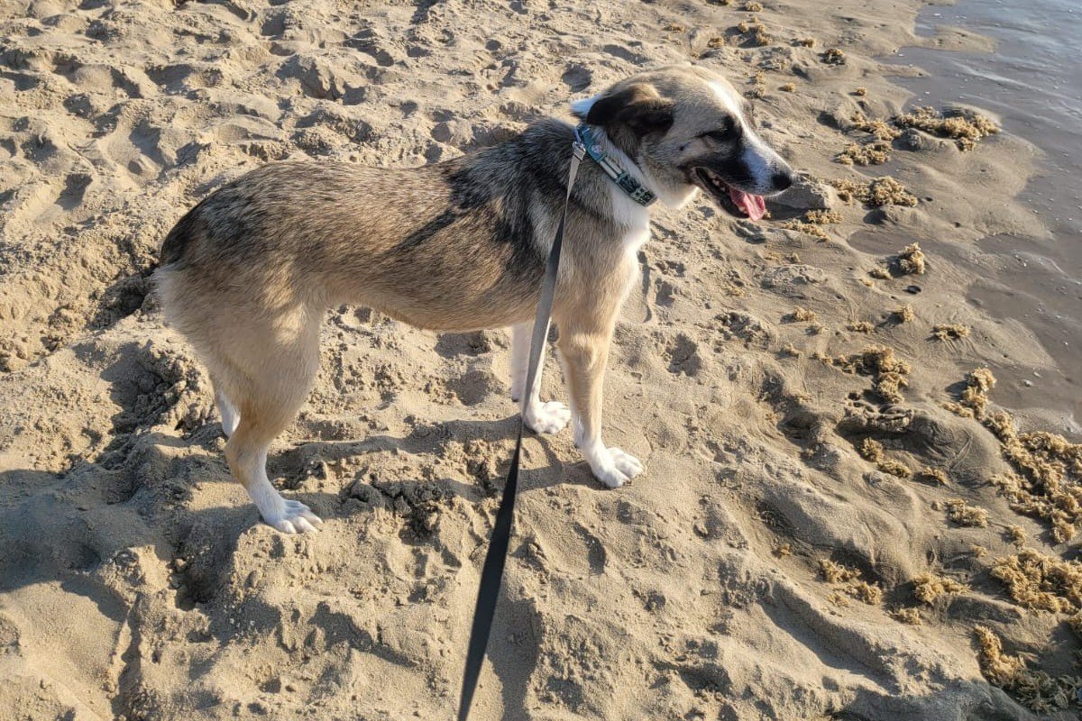 Gemma