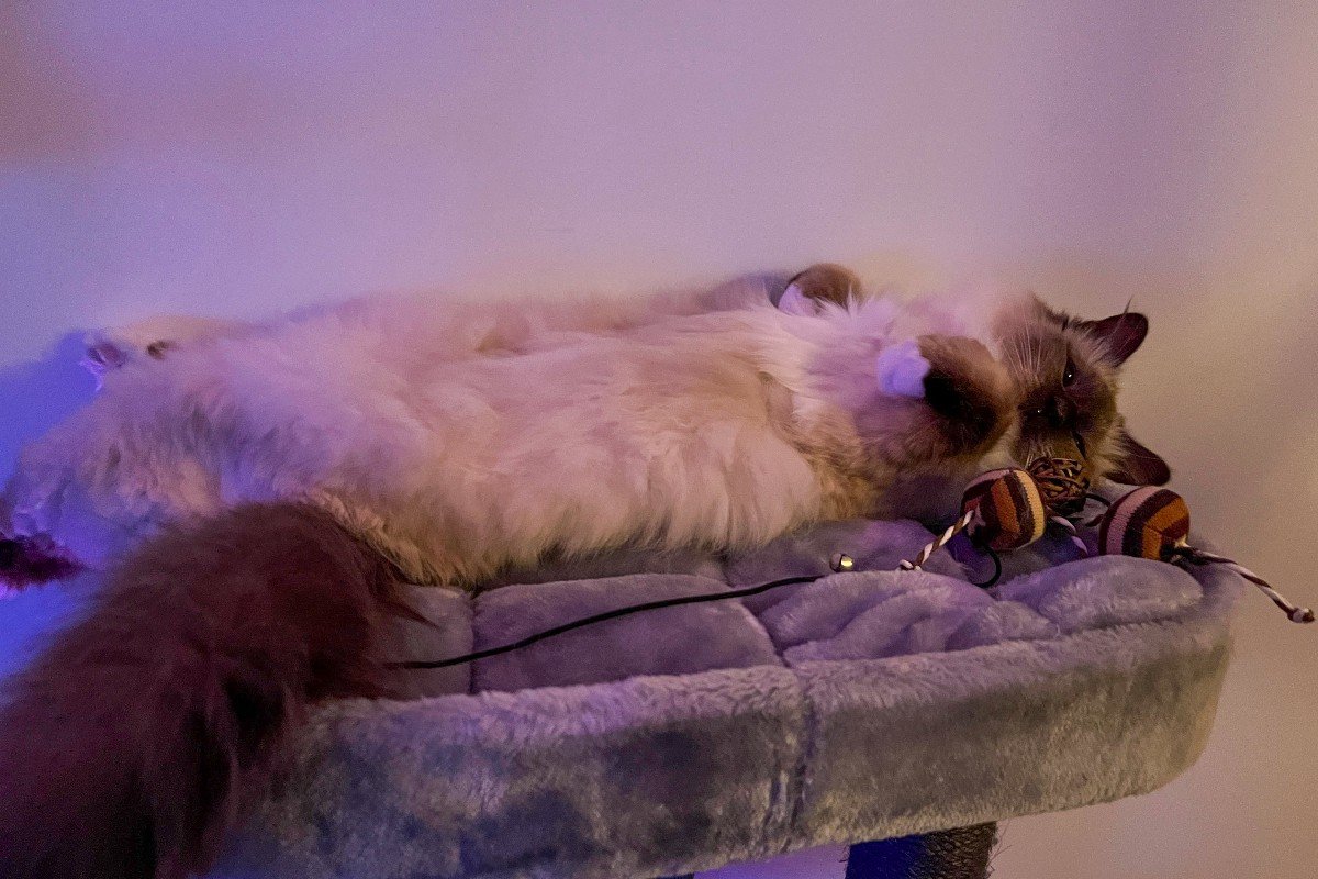 Kiko