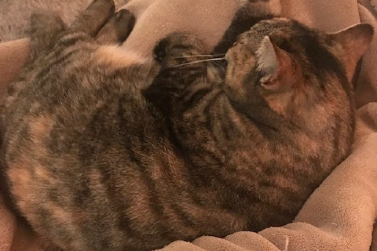 Sammie