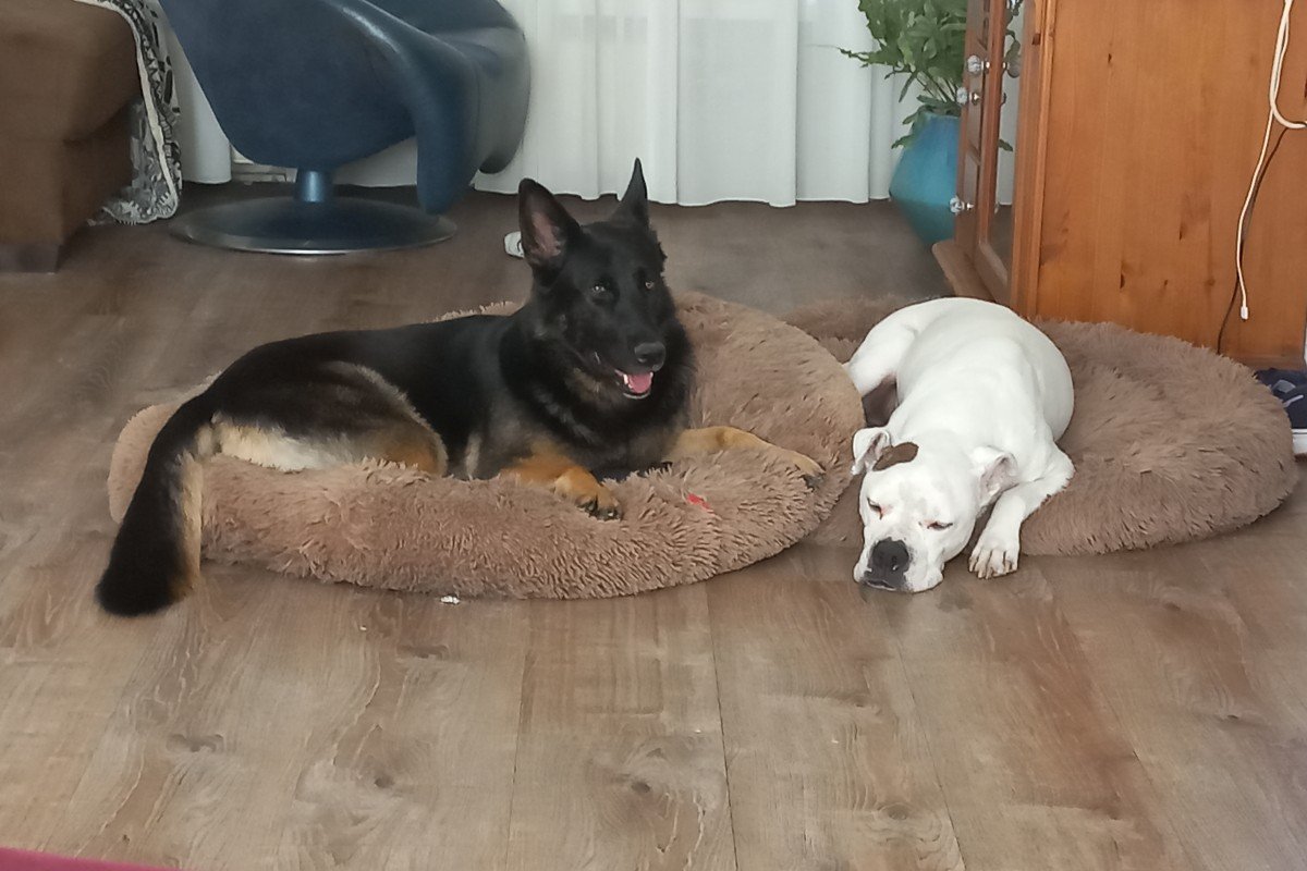 Dino en Lola