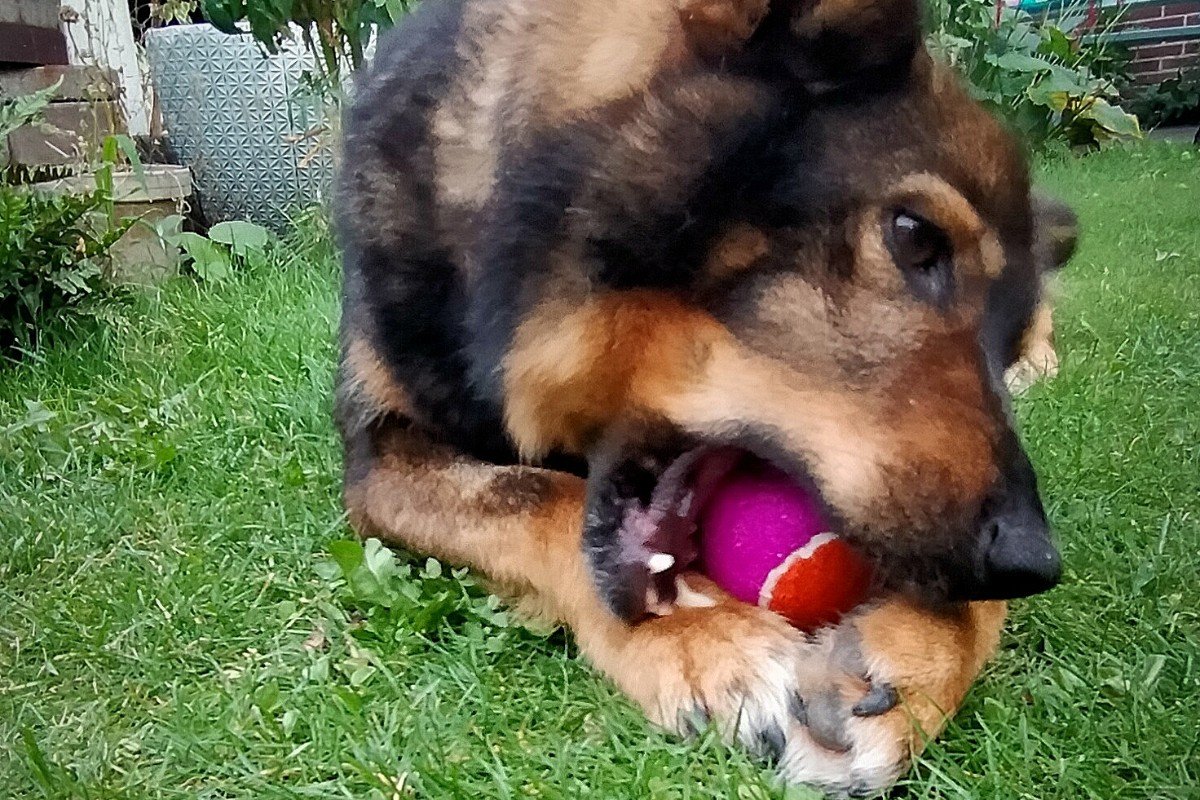 Pipi