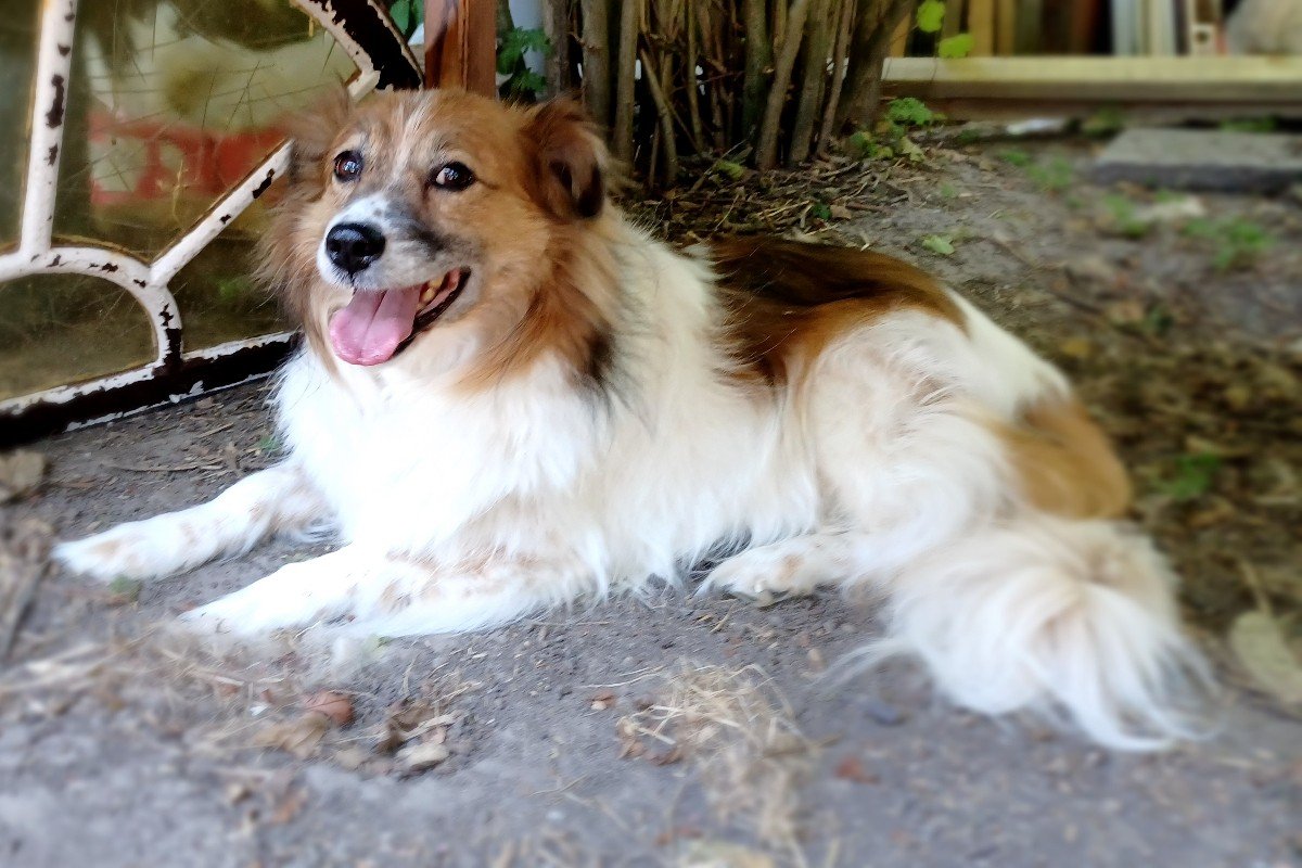 Ninja - Verhuisdieren.nl