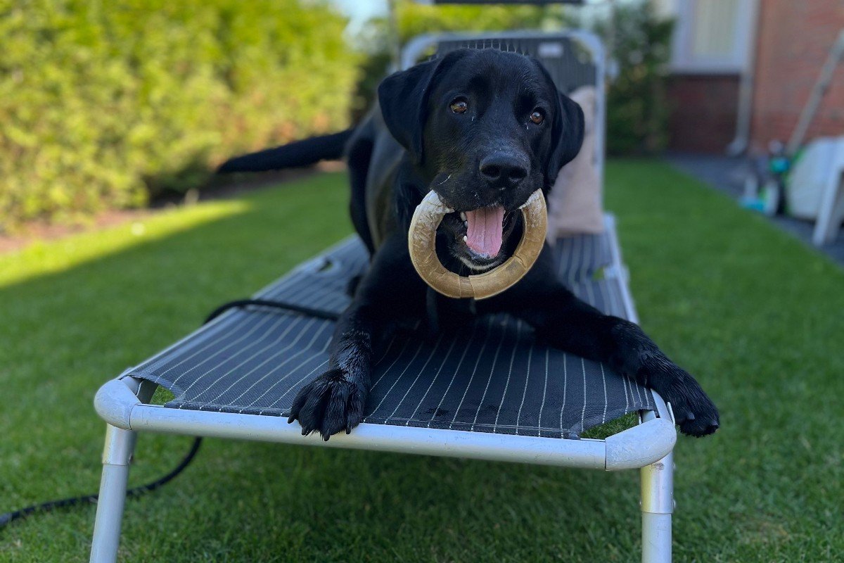 Pepper