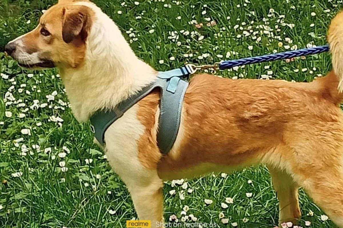 Amber