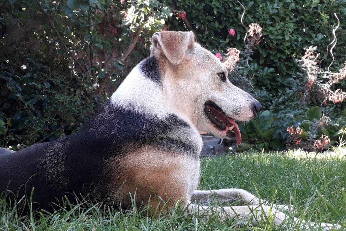 Paquito