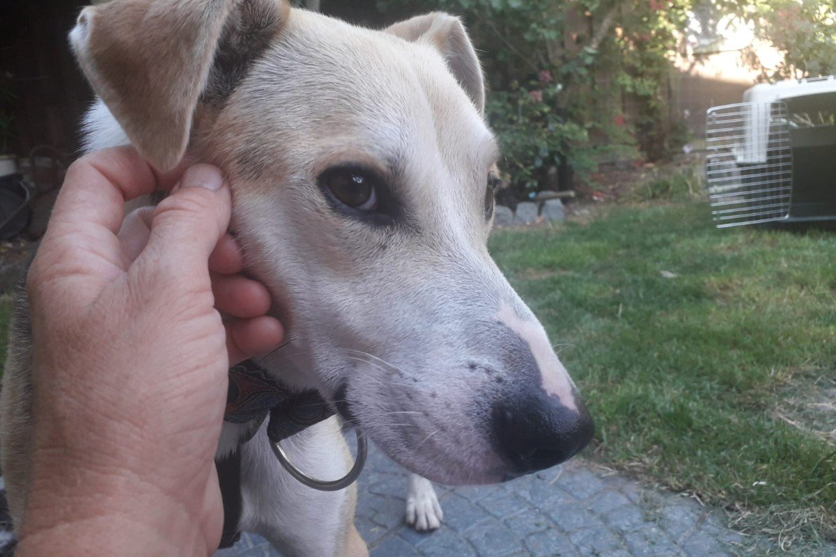 Paquito