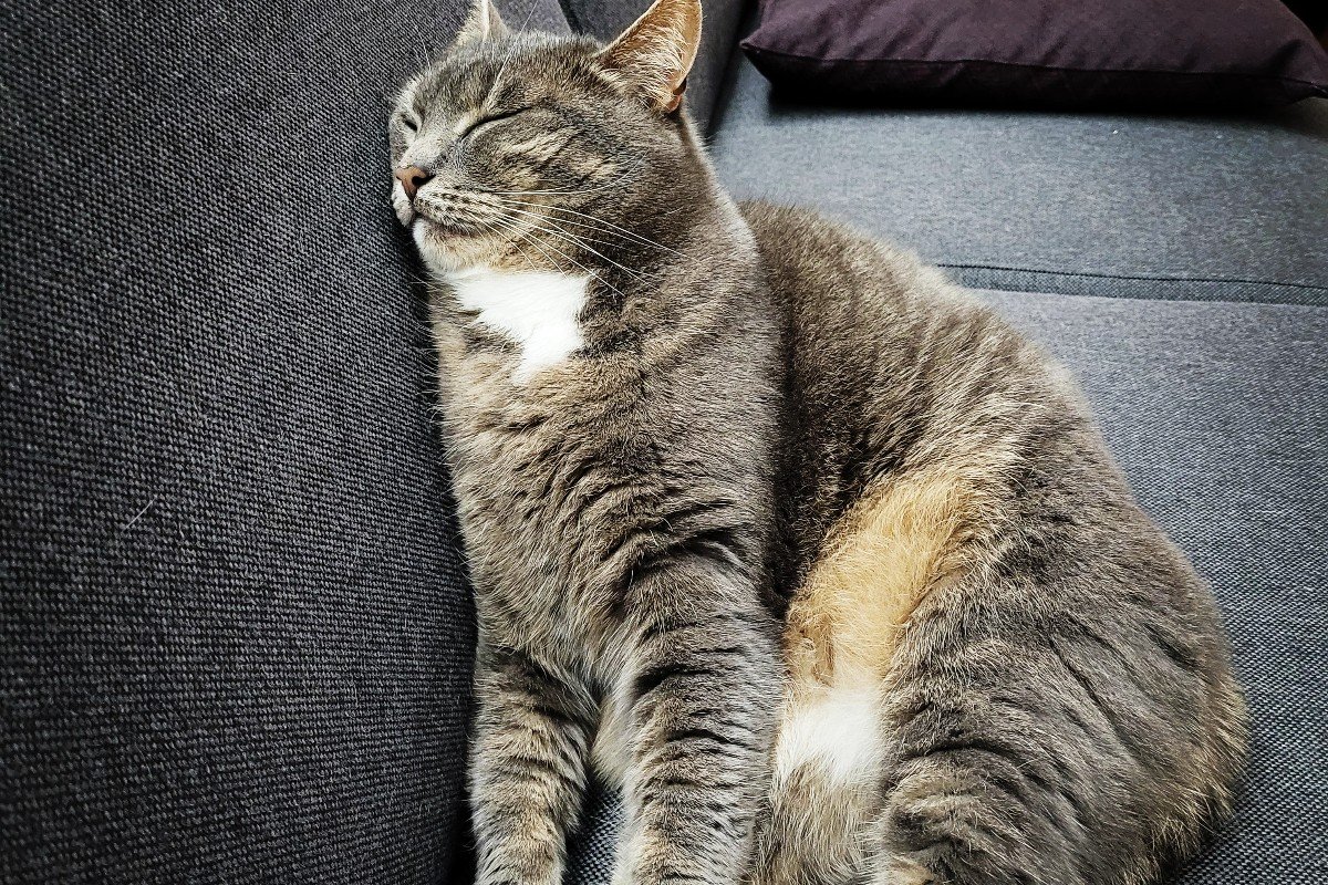 Nala
