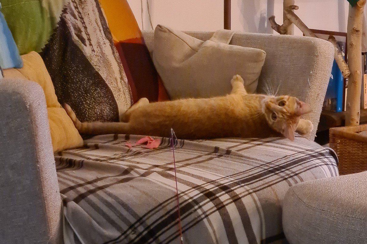 Alfred