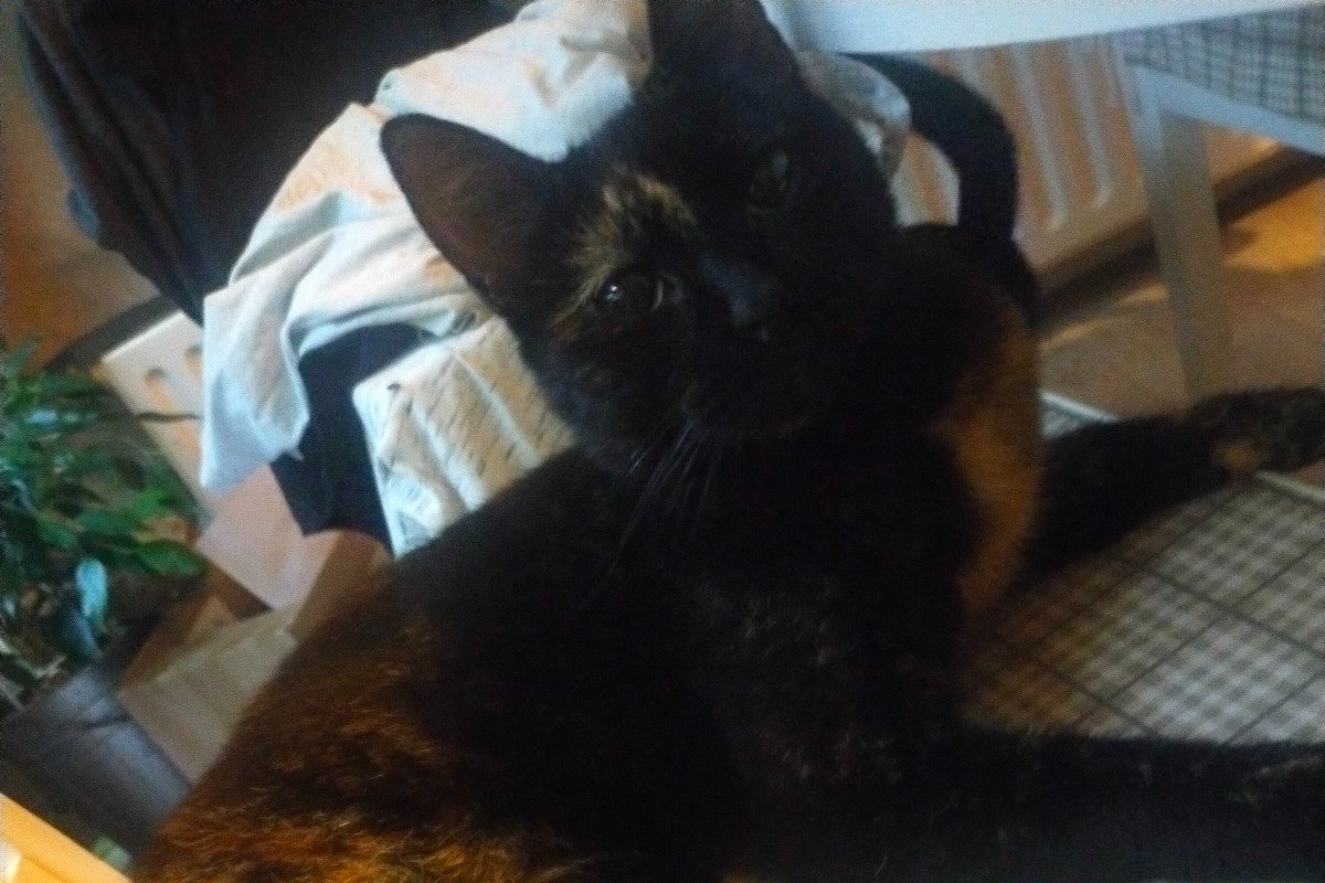 Droppie
