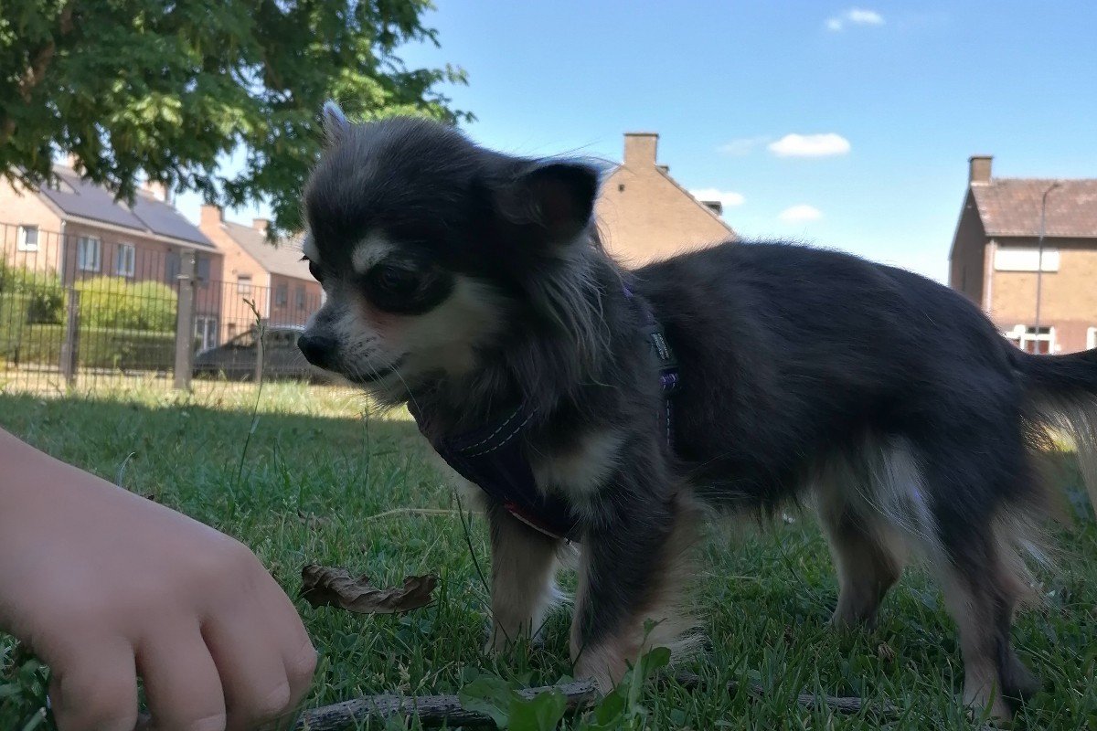 Lola