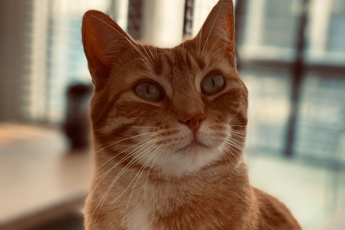Pip