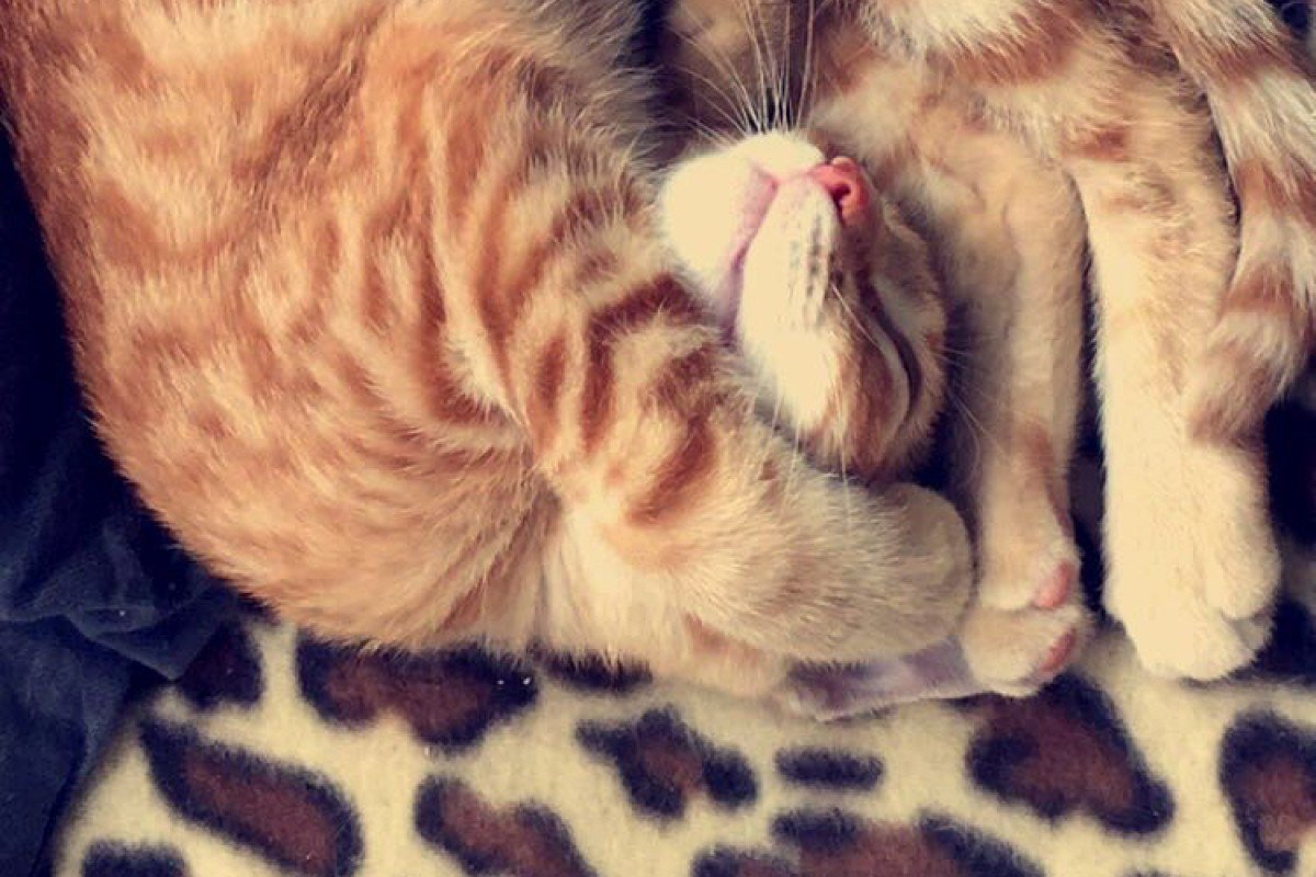 Pip