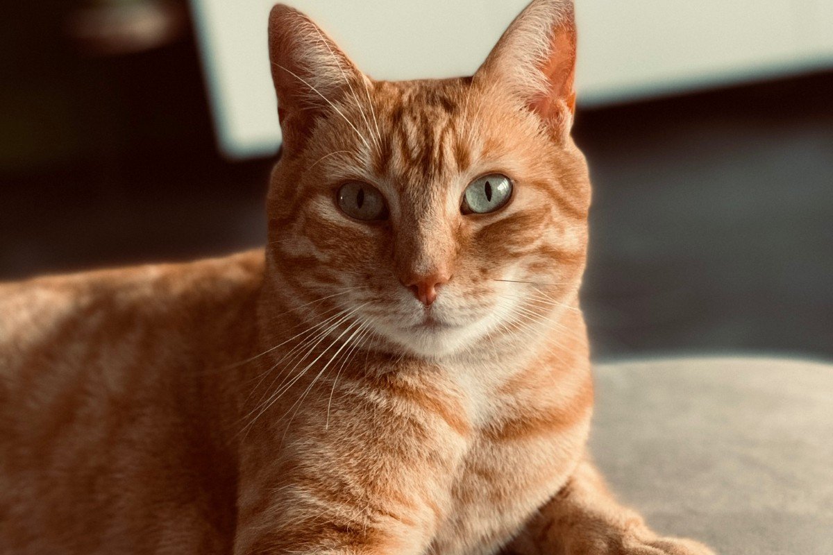 Pip