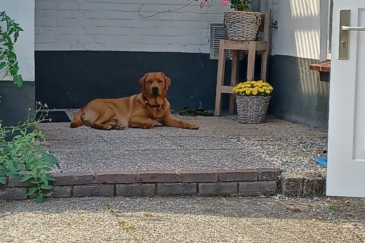 Dex