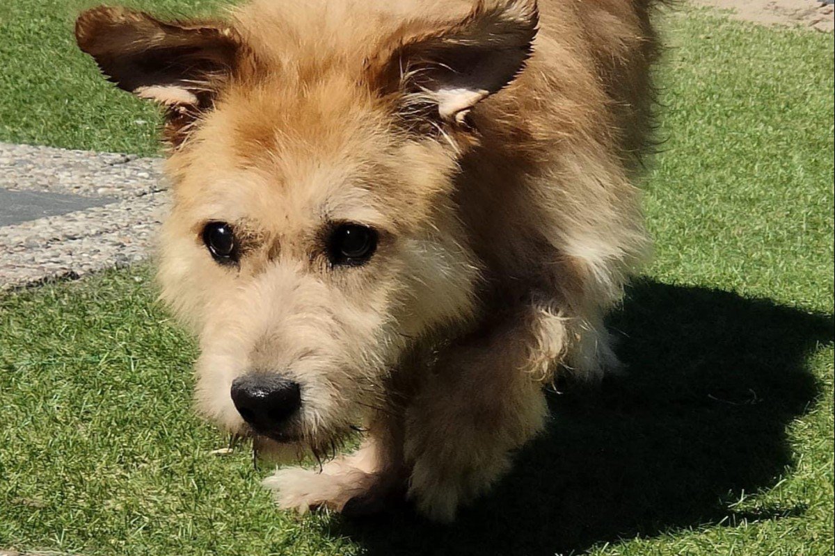 Kajko
