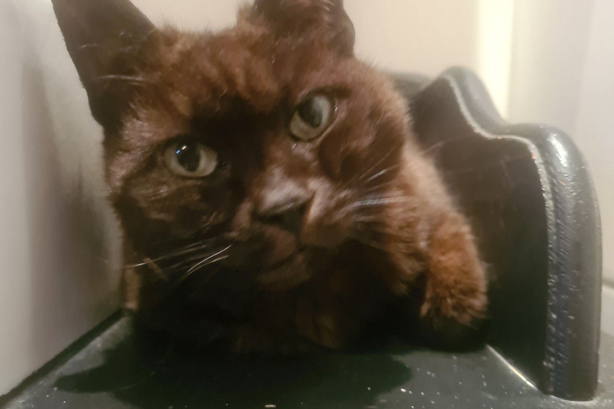 Perry
