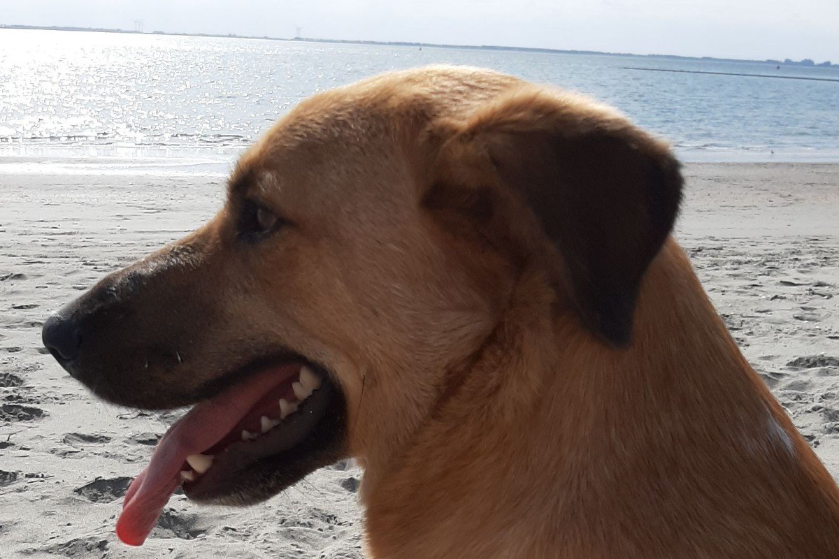 Rex