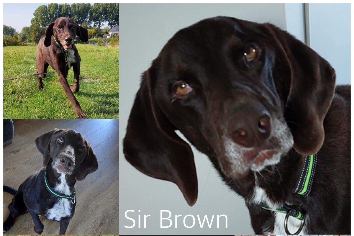 Sir Brown