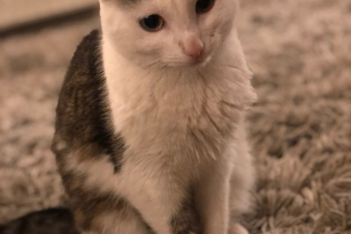 Frenkie