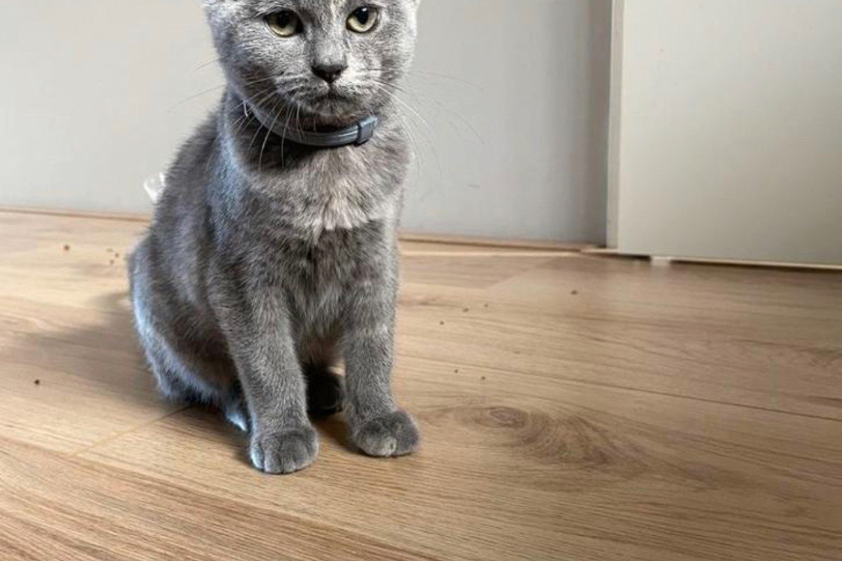 Kitty
