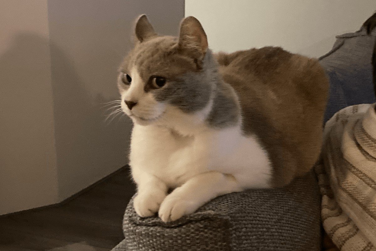 Missy