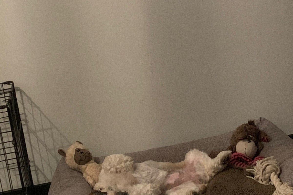Lexi
