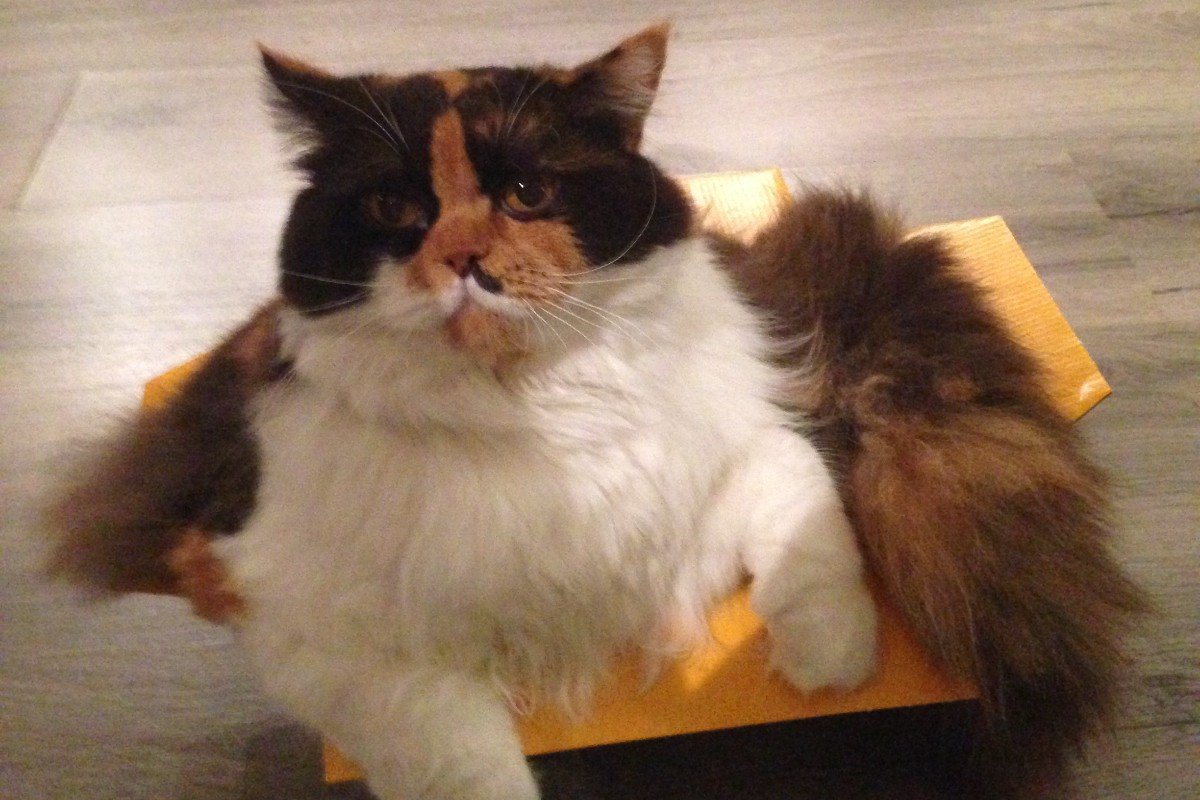 Donna