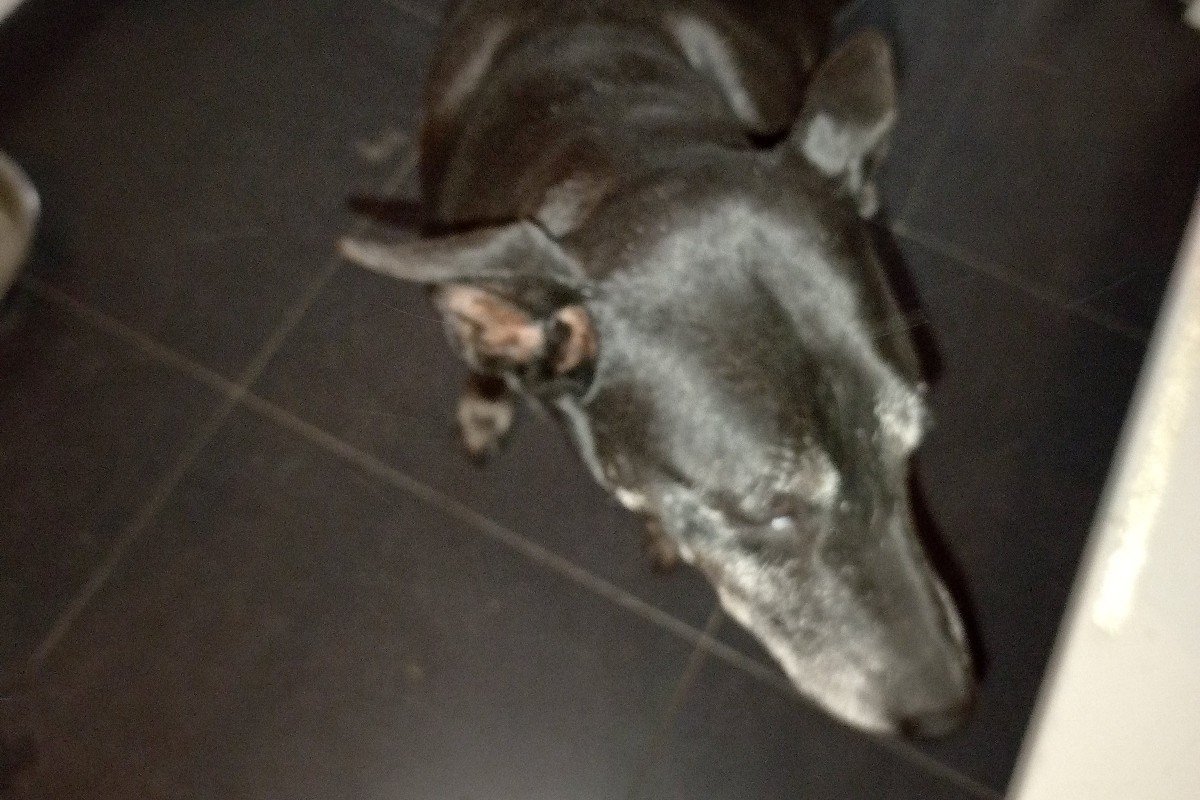 Boelie
