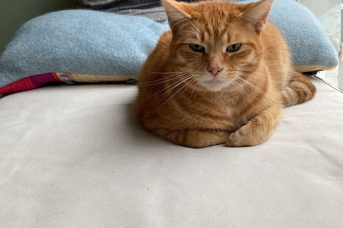 Guusje