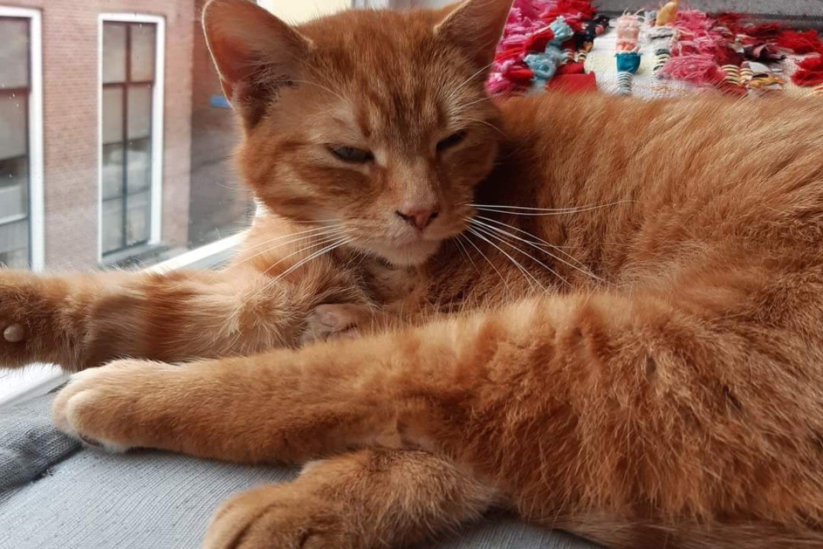 Guusje