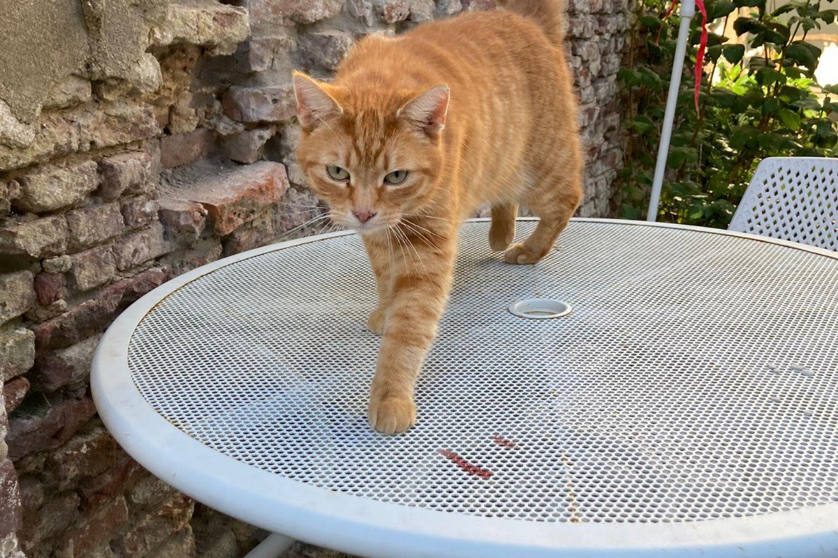 Guusje