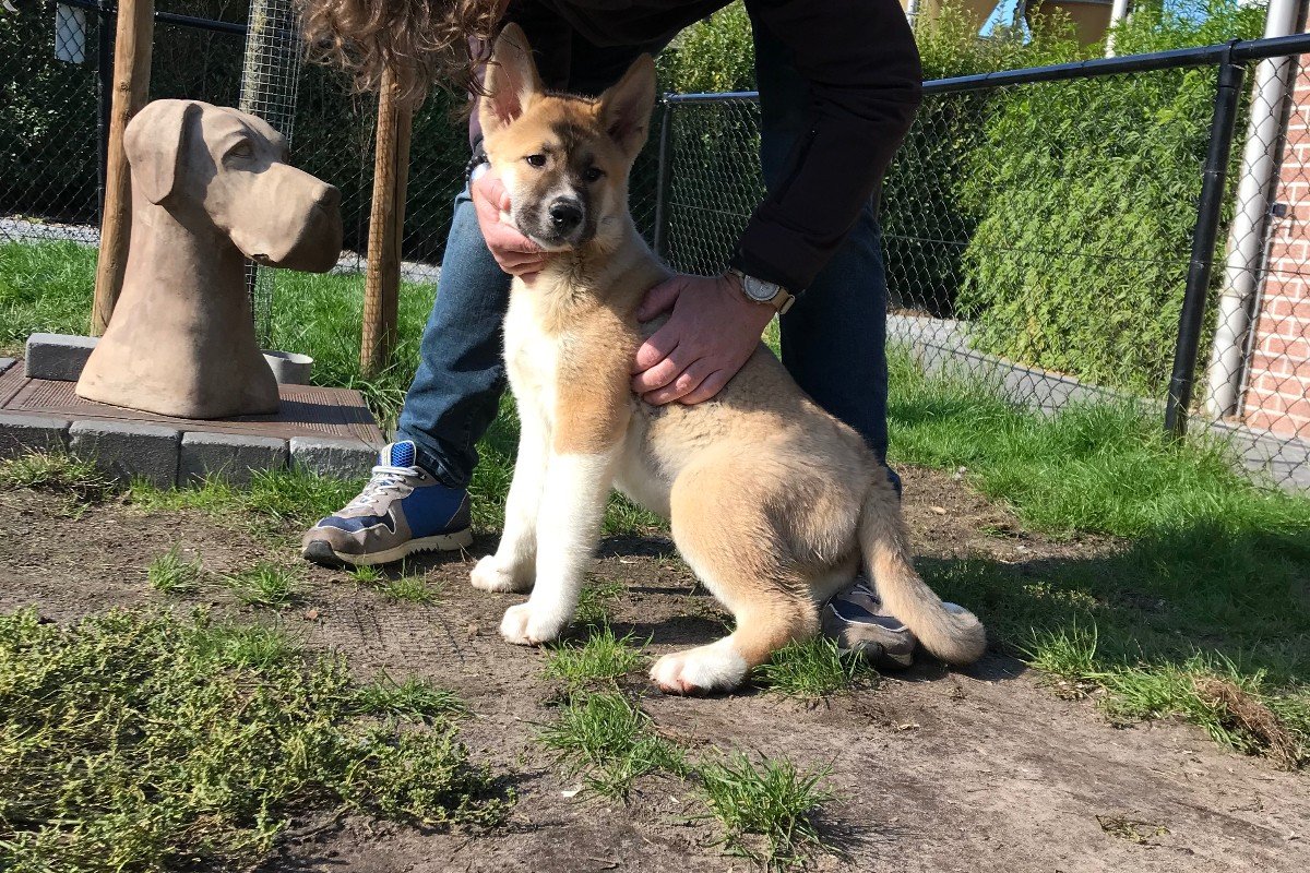 Koda