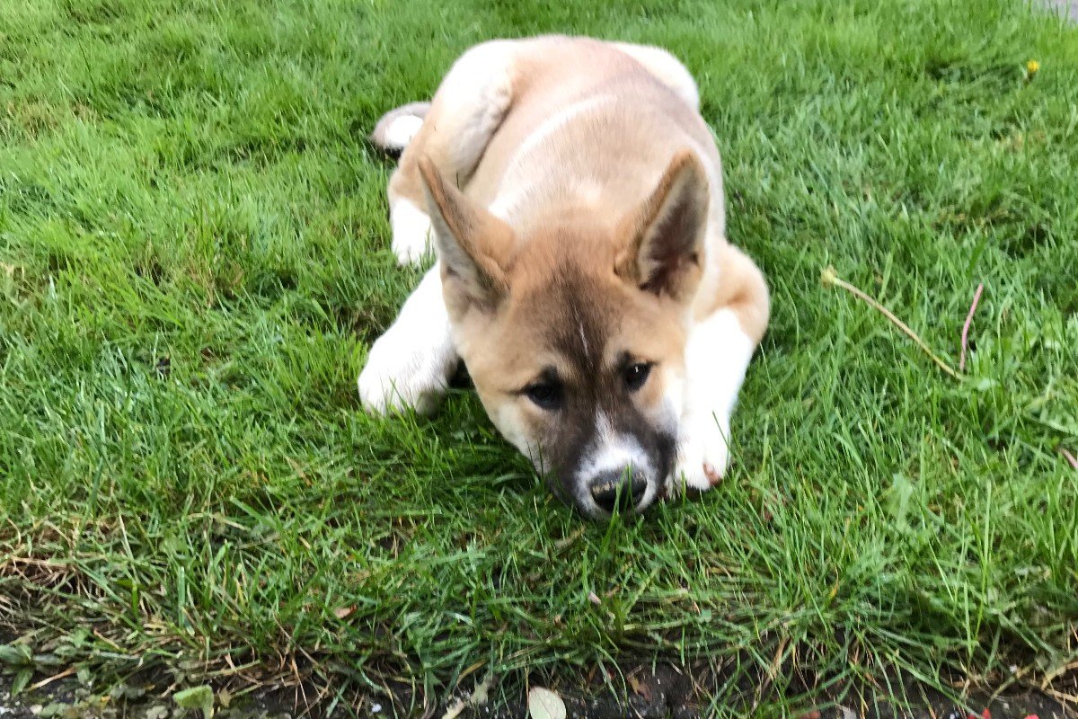 Koda