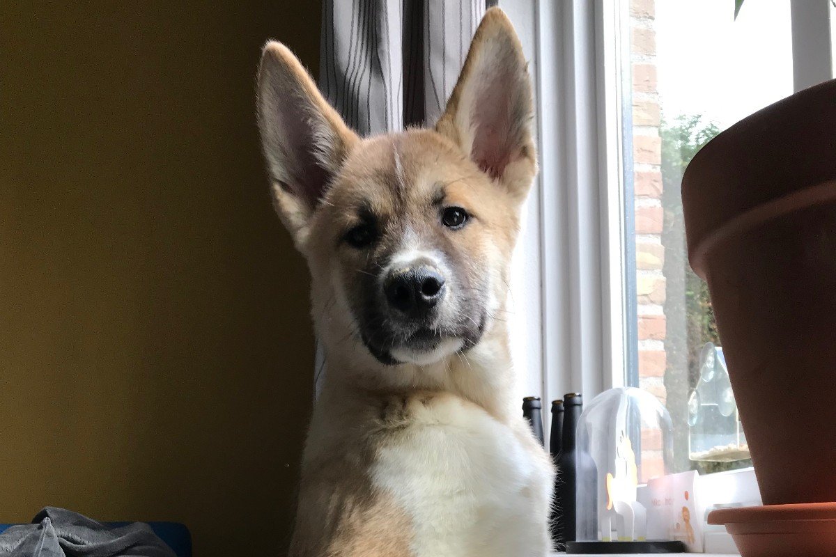 Koda