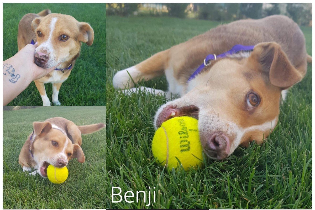 Benji