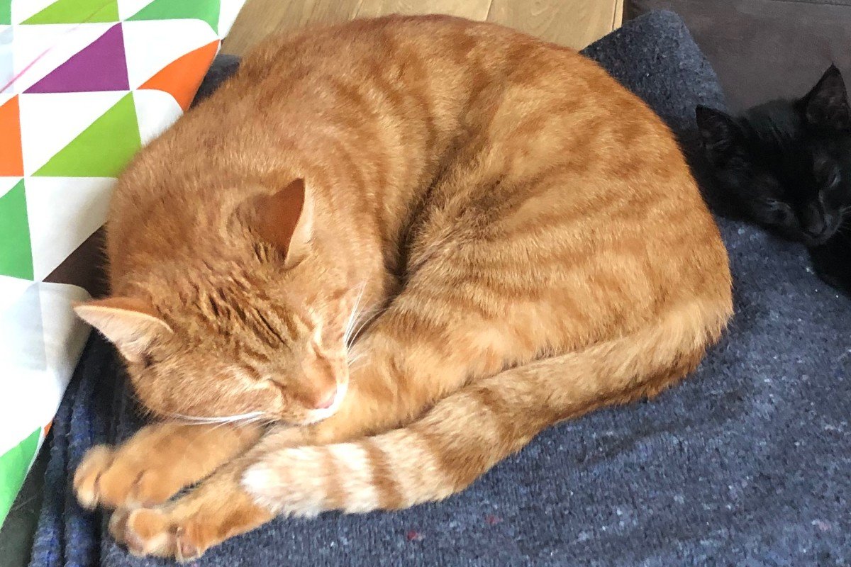 Gizmo