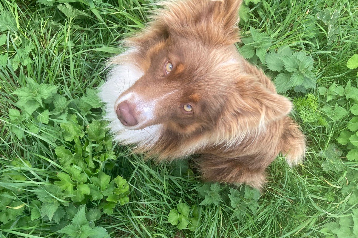 Sam