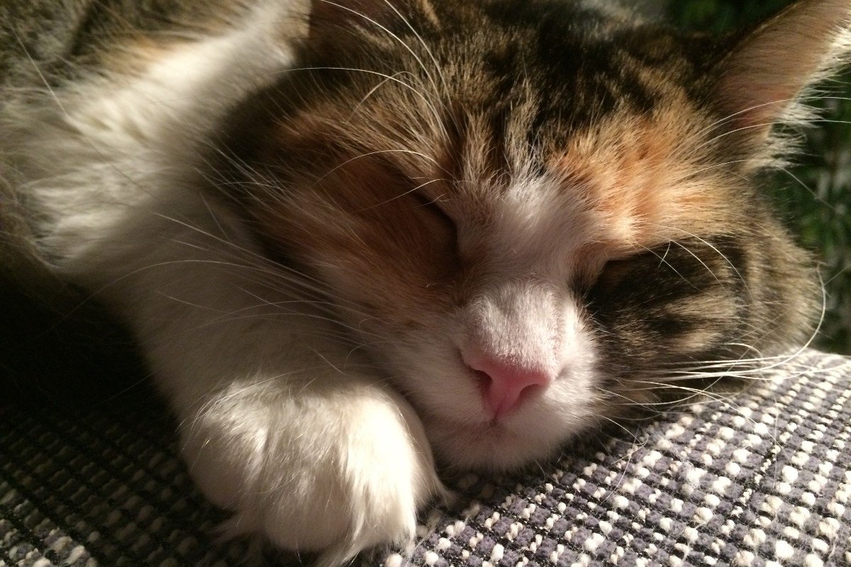 Roxy
