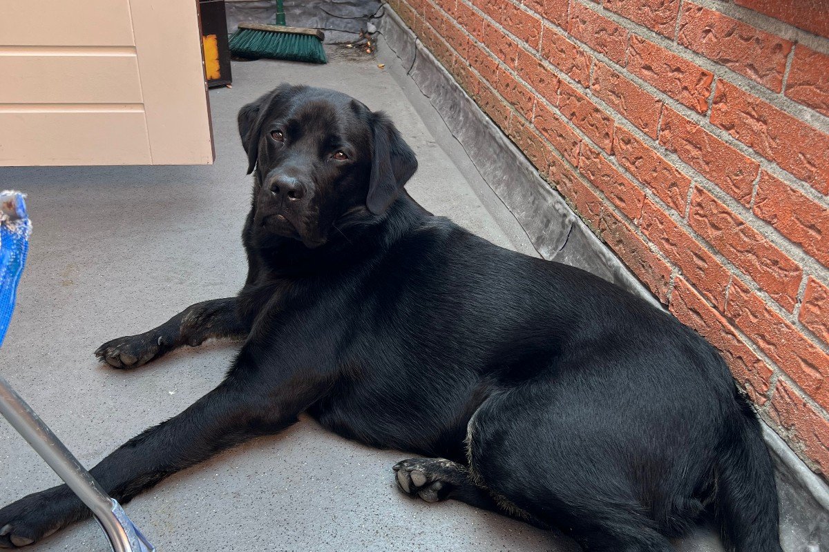 Luca