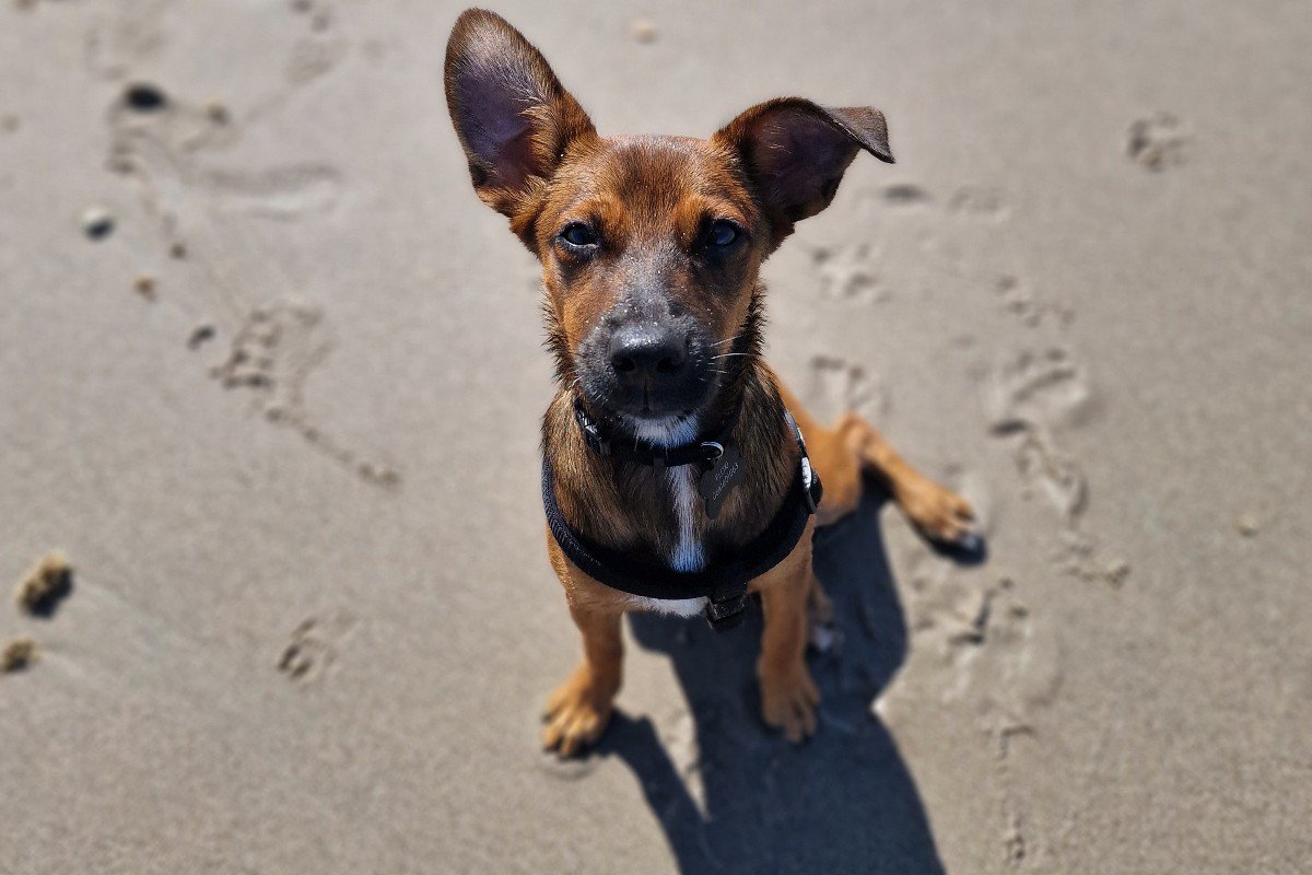 Floki