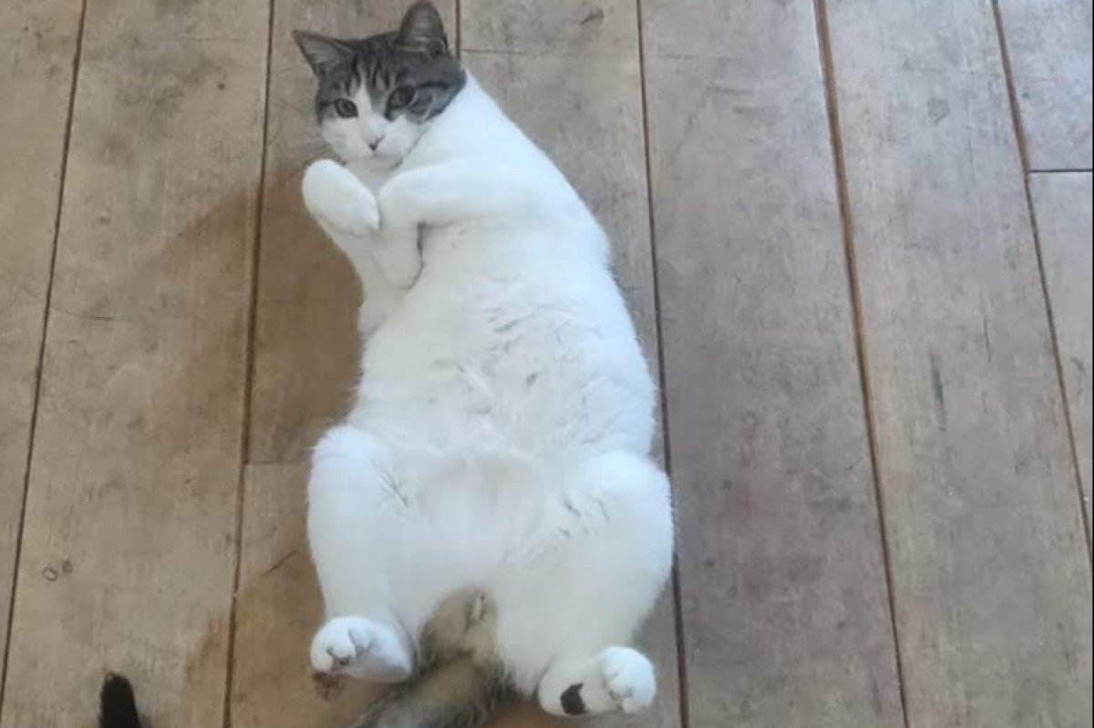 Snoes