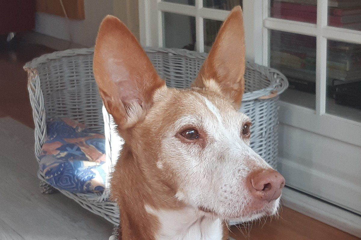 Pino